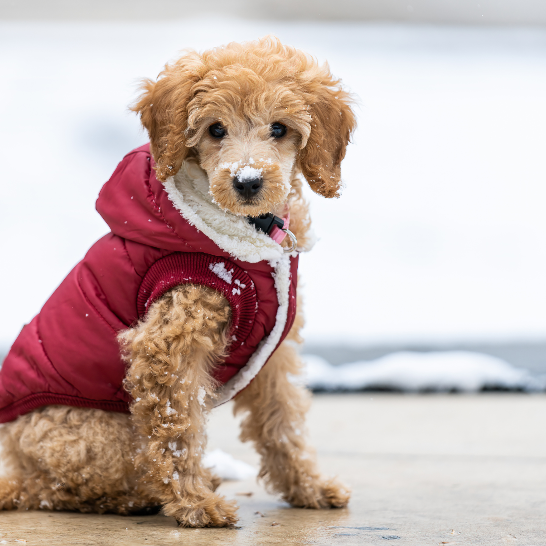 PET COATS & JACKETS